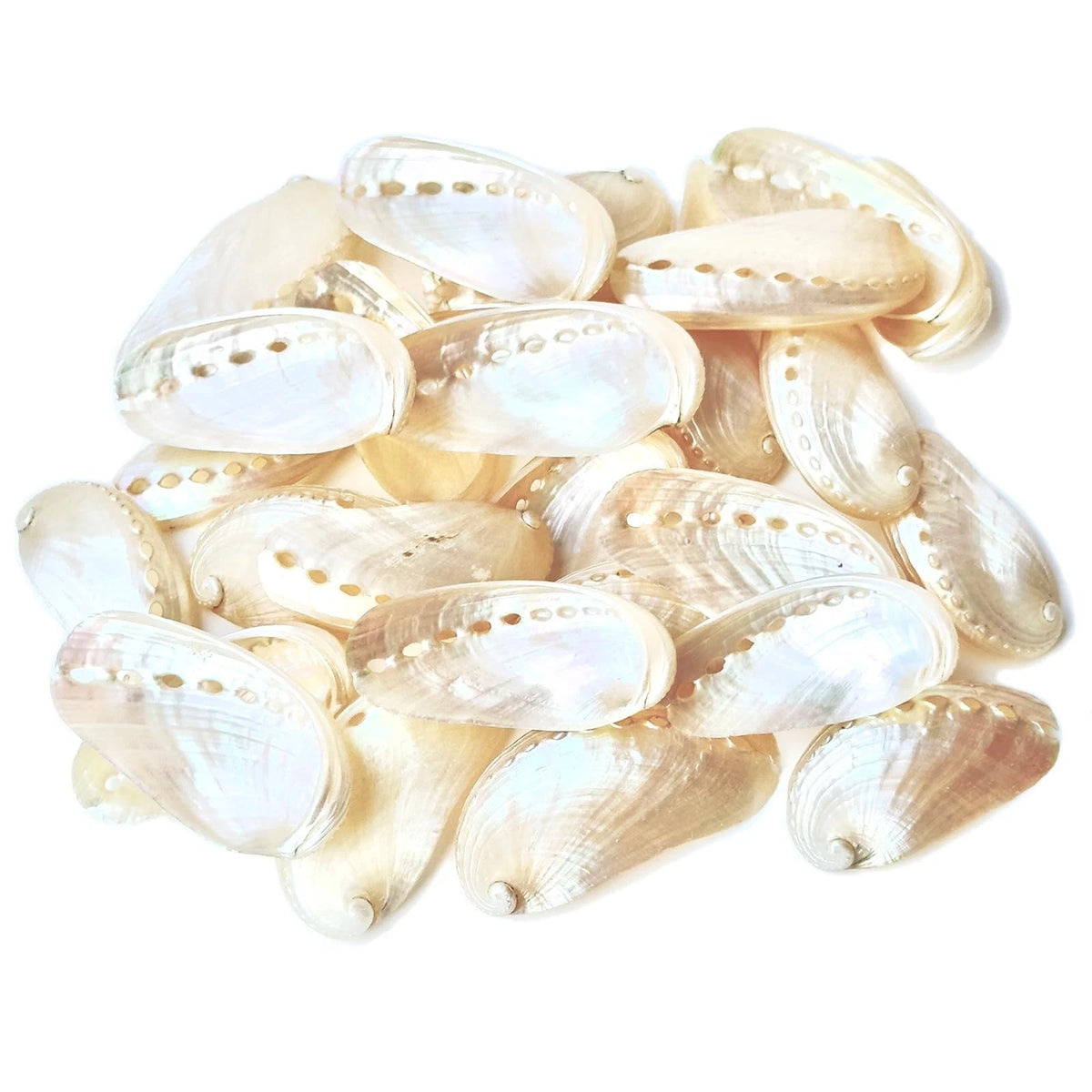 50 Pcs Polished White Donkey Ear Abalone Shells, Natural Oyster Shells
