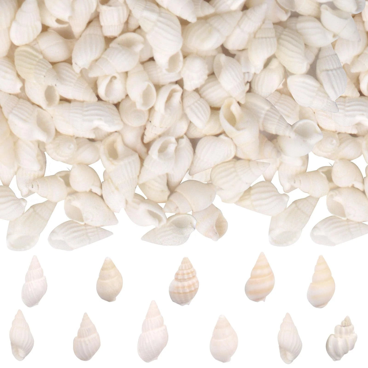 1200pcs White Mini Natural Conch Sea Tiny Shells (1-2CM)